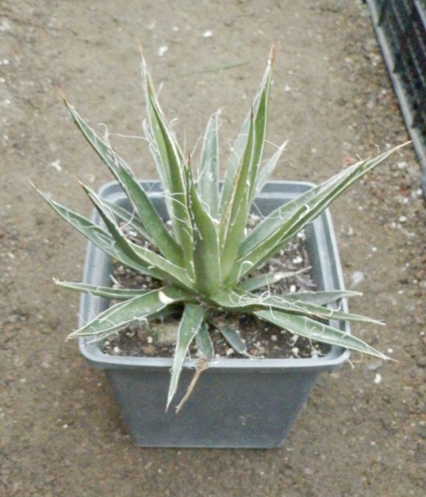 Agave filifera.jpg
