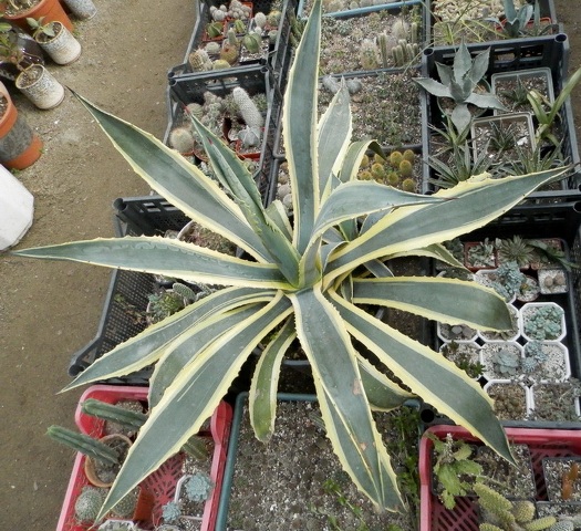 Agave americana f. variegata1.jpg