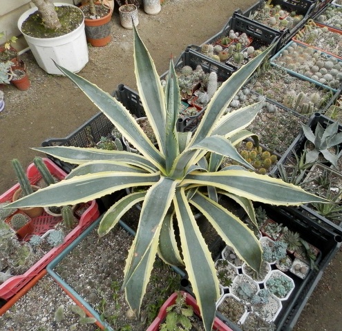 Agave americana f. variegata.jpg