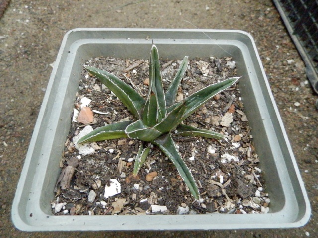 Agave victoria-reginae1.jpg