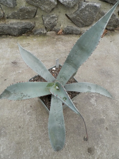 Agave palmeri.jpg