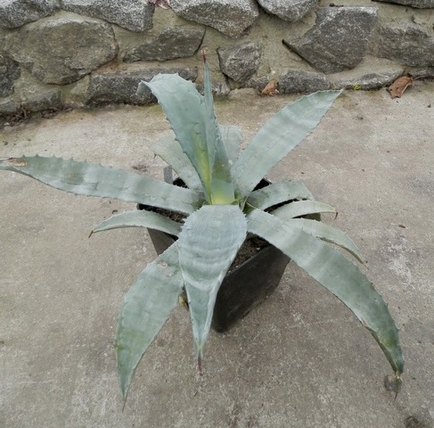Agave mitis %28celsi%29.jpg