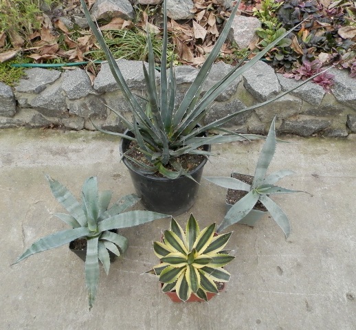 Agaves.jpg