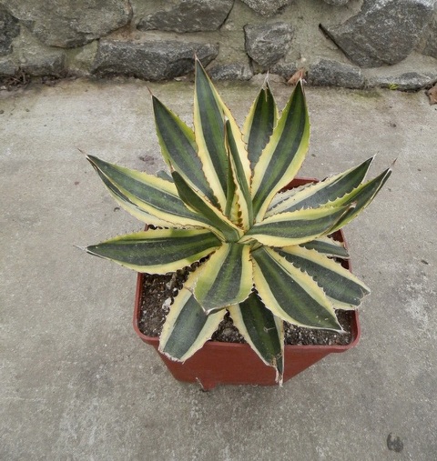 Agave lophantha f. quadricolor.jpg