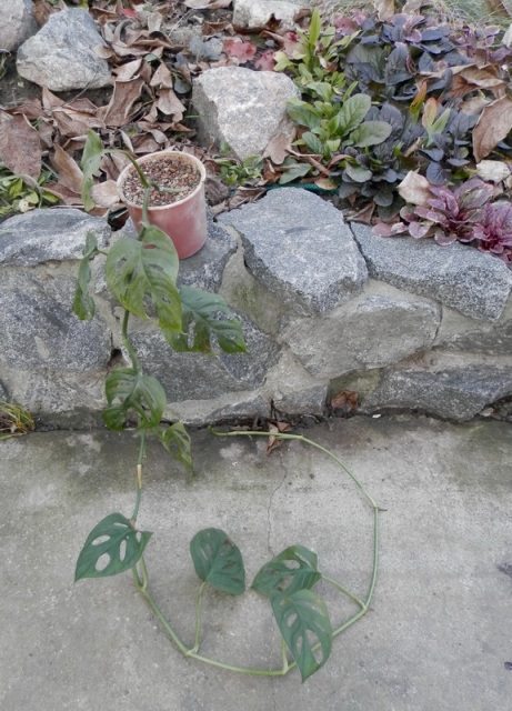Monstera friedrichsthalii1.JPG