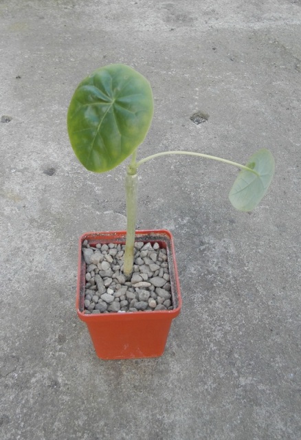 Jatropha podagrica1.JPG