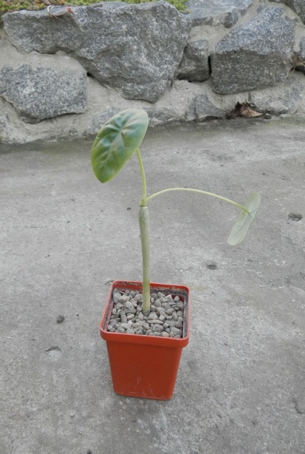Jatropha podagrica.JPG