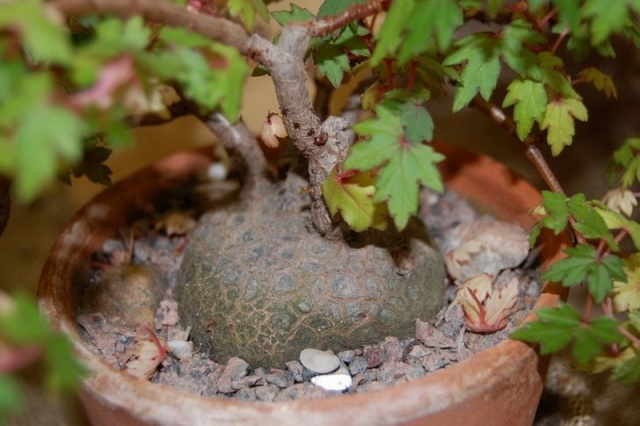 Begonia dregei1.jpg