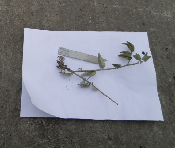 Hoya bella.JPG