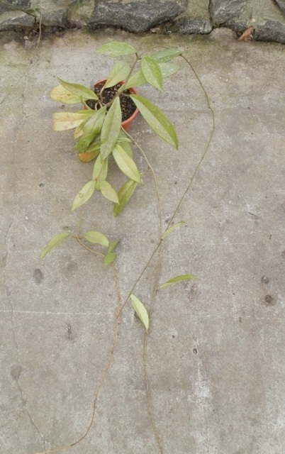 Hoya pubicalix.JPG