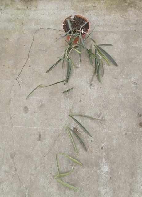 Hoya longifolia.JPG