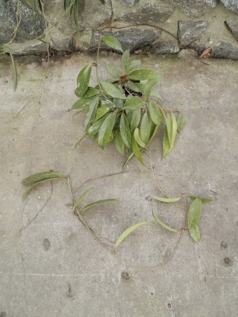 Hoya imperialis.JPG