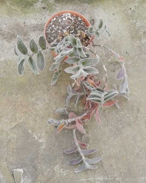 Tradescantia sillamontana1.JPG