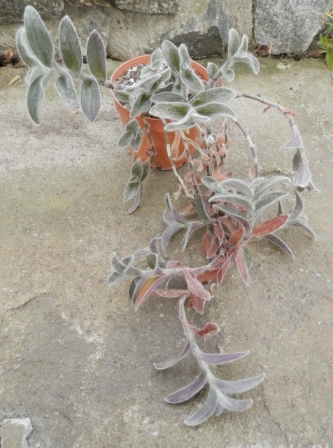 Tradescantia sillamontana.JPG
