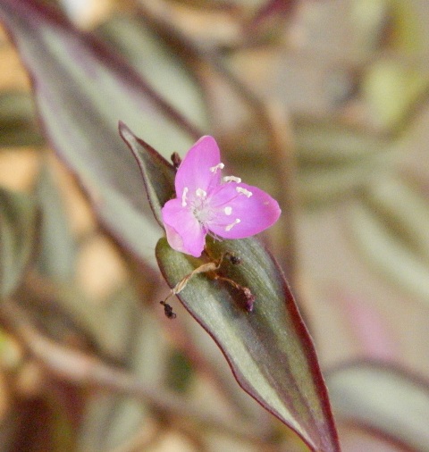 Tradescantia zebrina2.JPG