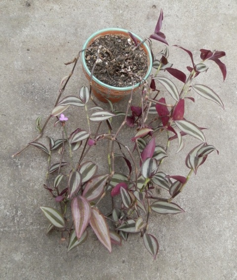 Tradescantia zebrina1.JPG