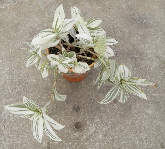 Тradescantia albiflora1.JPG
