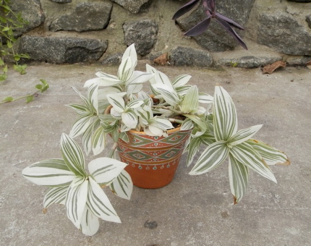 Тradescantia albiflora.JPG
