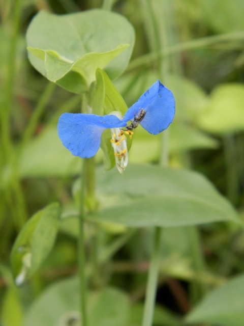 Tradescantia sp.JPG