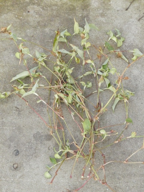 Tradescantia sp1.JPG