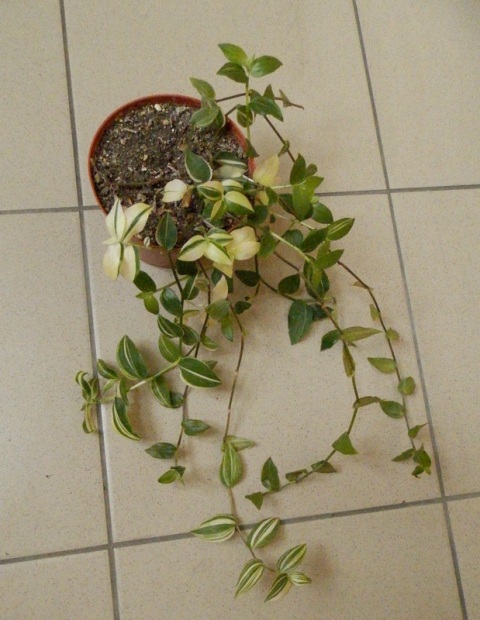Tradescantia cv. Yellow Hill.JPG