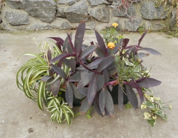 Tradescantia pallida.JPG