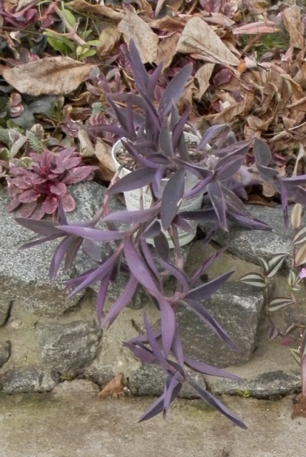 Tradescantia pallida1.JPG