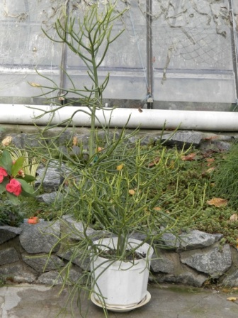 Euphorbia tirucalli.JPG