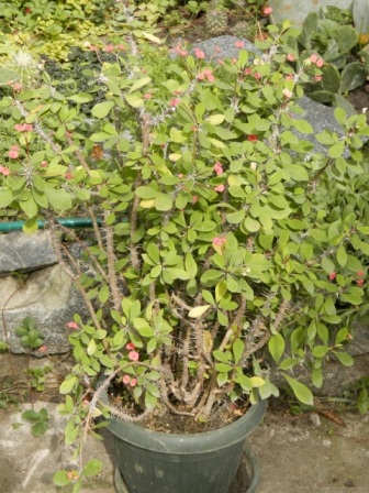 Euphorbia millii1.JPG