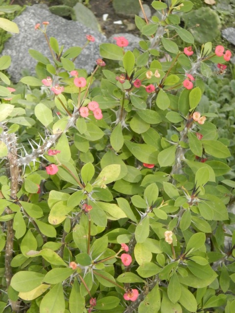 Euphorbia millii.JPG
