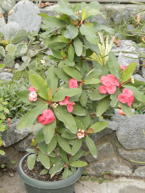 Euphorbia millii cv %27Siraya%271.JPG