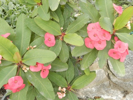 Euphorbia millii cv %27Siraya%27.JPG