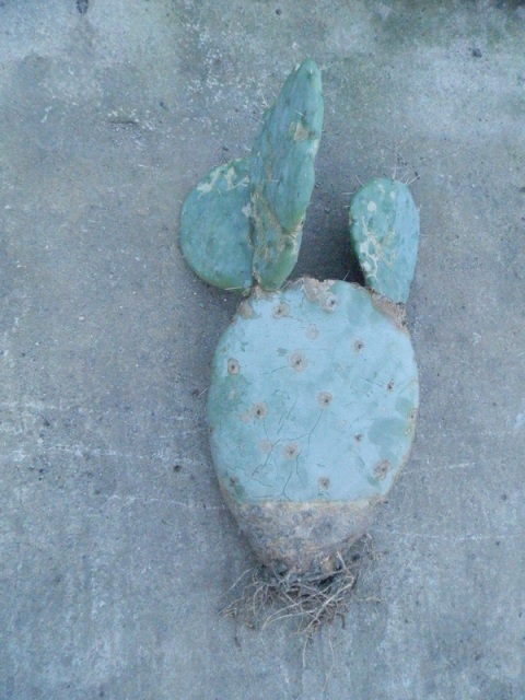 Opuntia 2.JPG