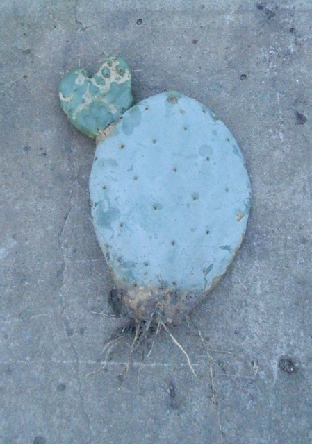 Opuntia 1.JPG