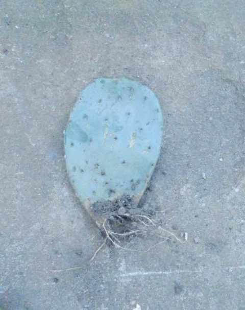 Opuntia 3.JPG