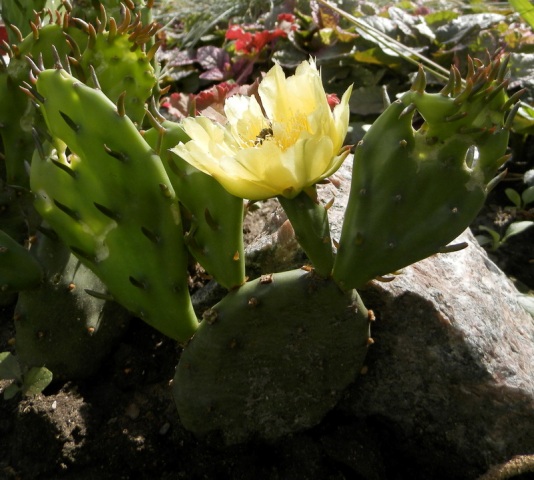 Opuntia humifusa.jpg