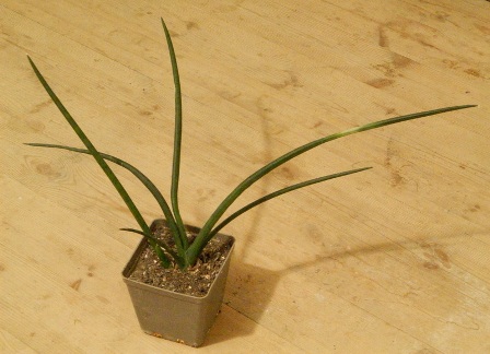 Sans cylinsrica.JPG