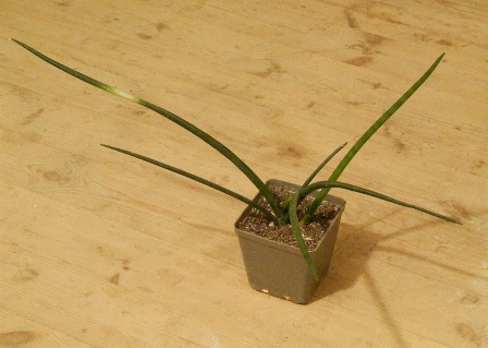Sansa cylinsrica.JPG
