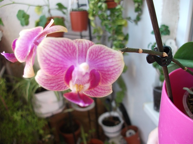 DSCF3631.JPG