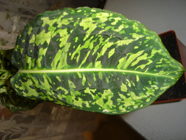 DSC00841.JPG