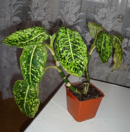 DSC00843.JPG