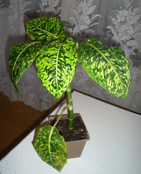 DSC00837.JPG