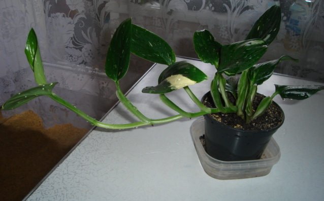 DSC00820.JPG