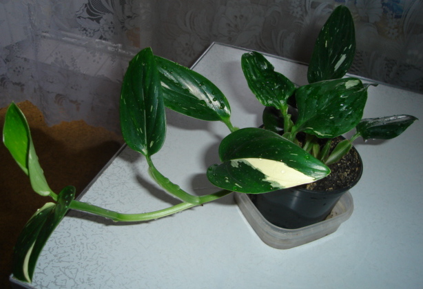 DSC00819.JPG