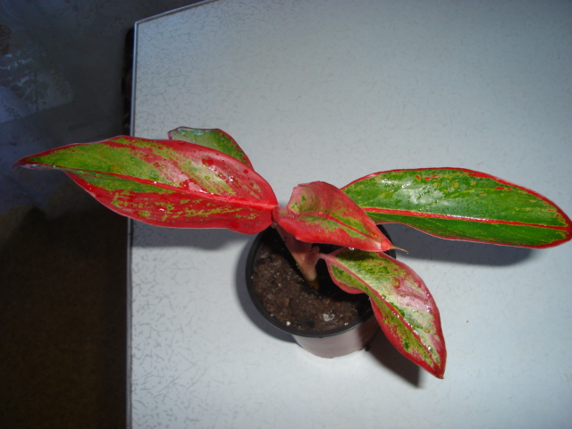 DSC00795.JPG