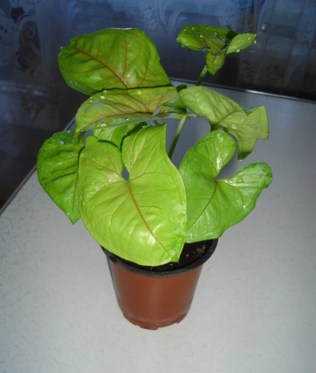 DSC00787.JPG
