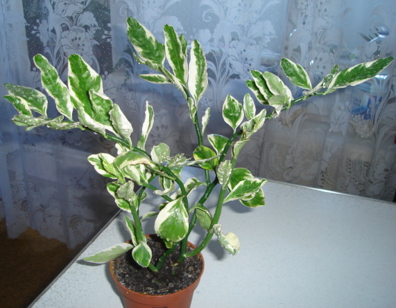 DSC00806.JPG