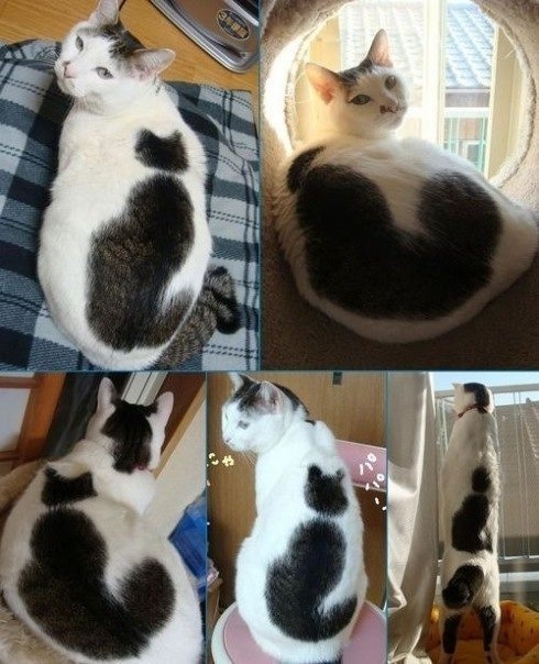 кот у которого на спине кот.jpg