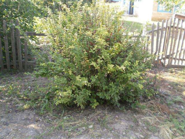 ягодки (1).JPG