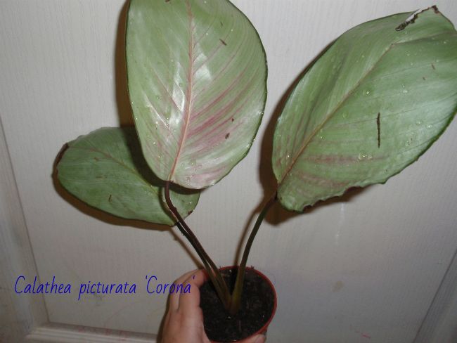 PB300675.JPG